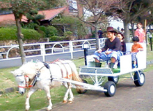 ポニーの馬車が子どもに大人気