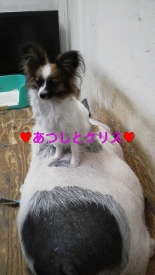 意外な動物が仲良くできるんです!