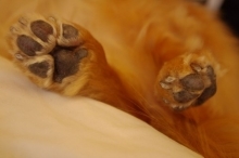 動物のお手入れ