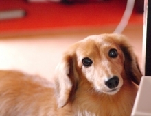 トイレのしつけ~犬の場合~