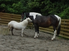 馬の気持ち part.2