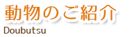 動物のご紹介